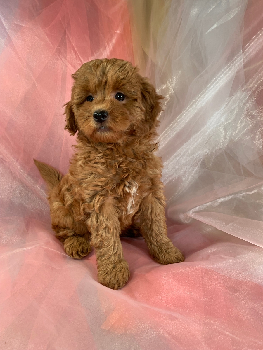 Female Miniature Goldendoodle Puppy for Sale $1800